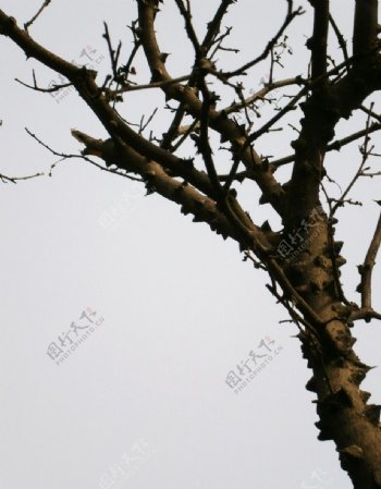花椒树枝图片