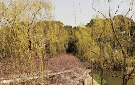 春天的柳树图片