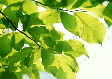 绿色树叶图片