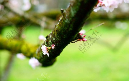 櫻木春芽图片
