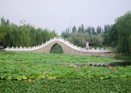 荷塘拱桥图片