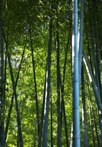 绿色竹林竹子专题图片