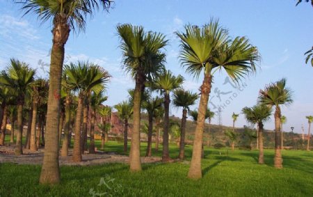 苗木椰树素材图片