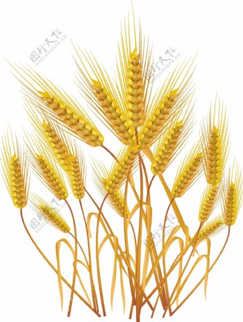 金色麦穗小麦图片
