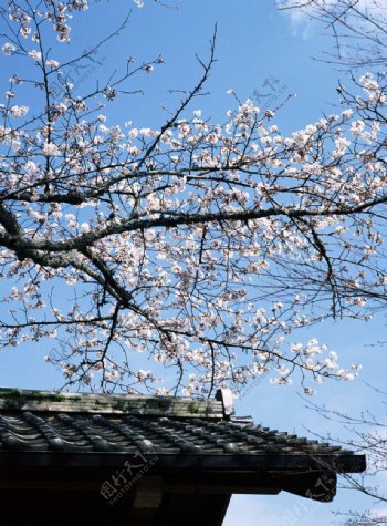 樱花和屋檐图片