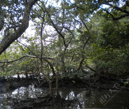 湿地红树图片