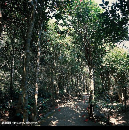 山茶樹步道图片
