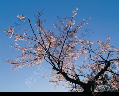 蓝天下的樱花樱树图片