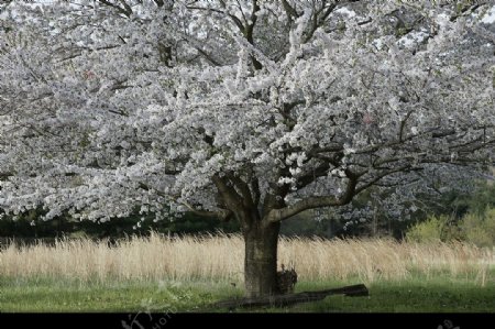 白色桃花树图片