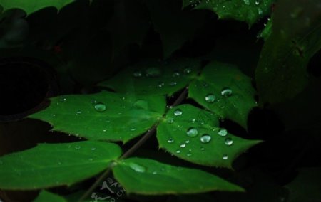 雨后树叶图片