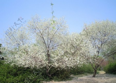 白色樱花树图片