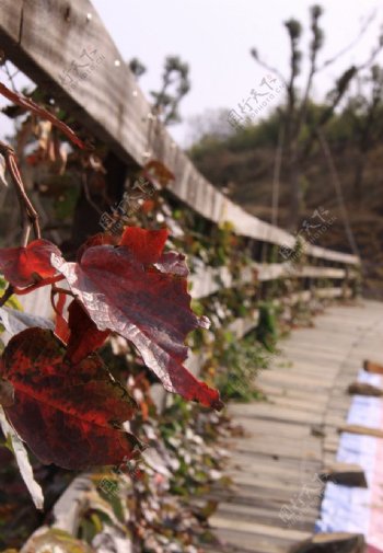 木桥上的枫叶图片
