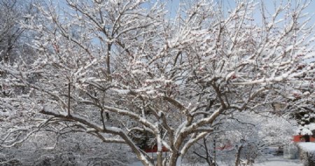 雪中红豆图片