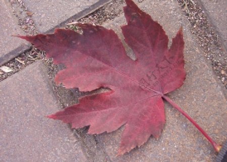 秋红枫树叶图片
