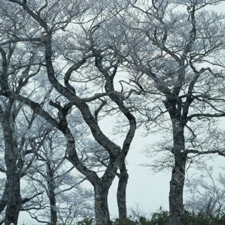 冬天里的树图片