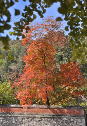 初秋在香山拍到的树图片