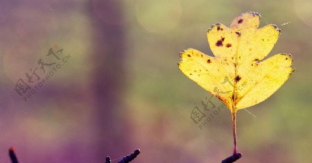 枯黄叶子漂亮风景植物图片植物摄影图片植物照片