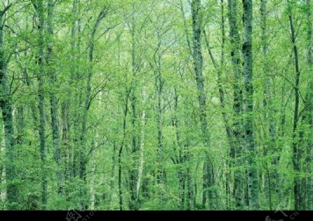 翠绿的树林图片
