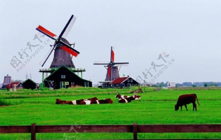荷兰风情图片