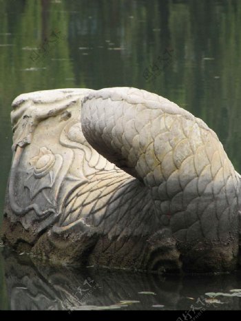 公园水池中的石雕鲤鱼图片