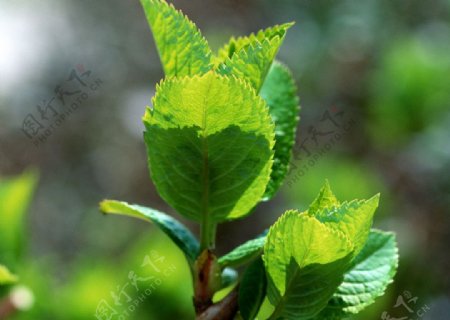 花草植物图片