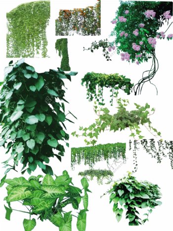 藤本植物图片