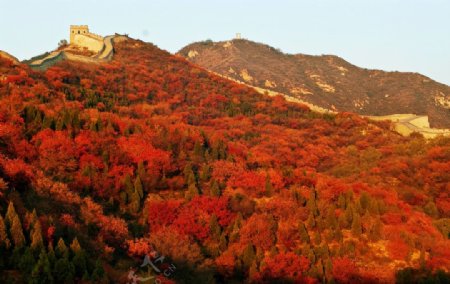 京郊红叶岭图片