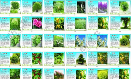 百科树种树类简介图片