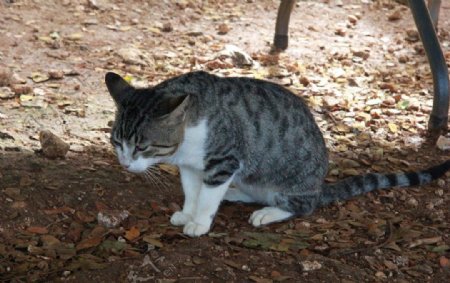 塞班岛美国猫咪图片