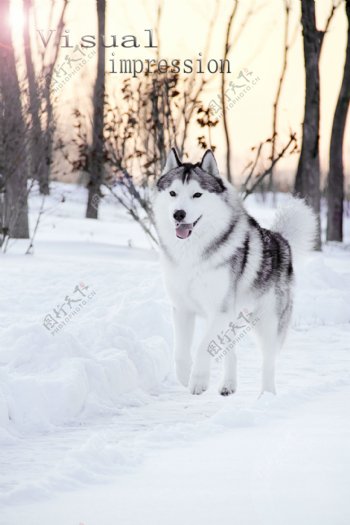 哈士奇雪橇犬图片