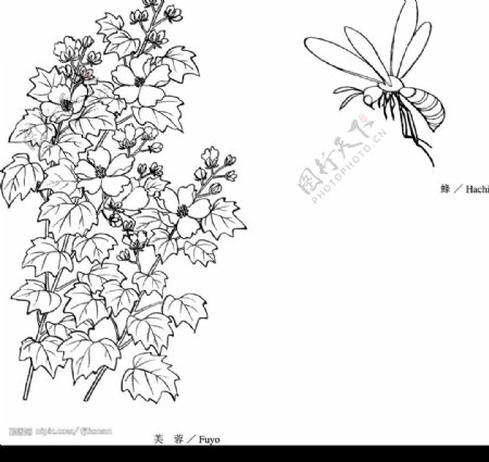 蜜蜂与芙蓉图片