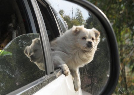 坐车的狗图片
