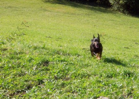 奔跑的小黑狗图片