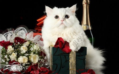 葡萄酒猫香槟图片