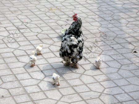 母鸡妈妈小鸡散步非高清图片