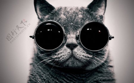 戴眼镜的猫图片