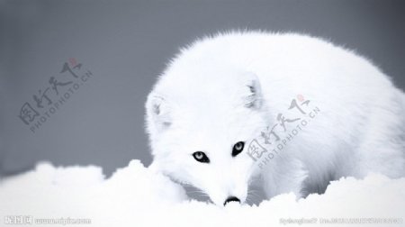 北极雪地小狐狸图片