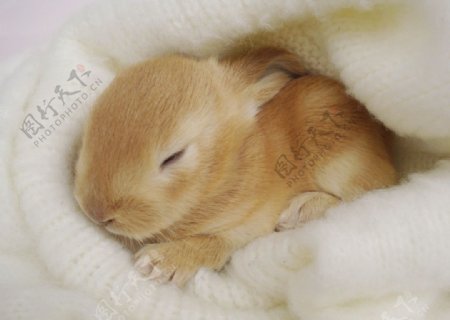 睡在棉窝里的小兔子图片