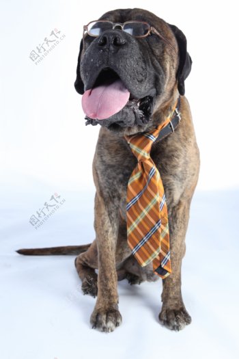 系领带的小狗图片