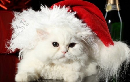 带着圣诞帽的可爱小白猫图片