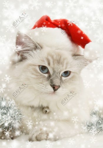带圣诞帽的肥猫图片