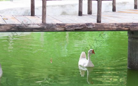在水池中嘻戏的白鹅图片
