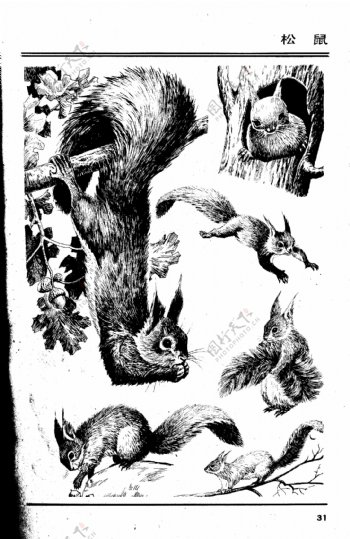 画兽谱31松鼠图片