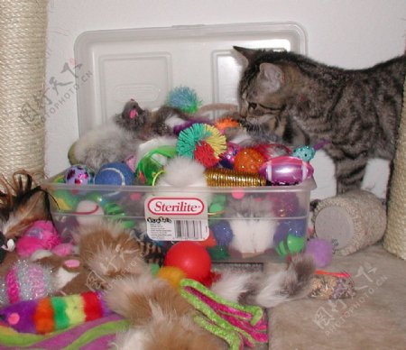 猫与玩具图片
