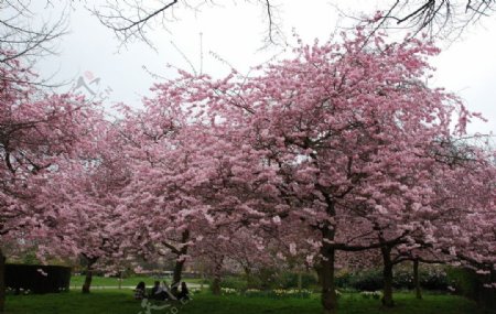 樱花灿烂树植物草坪野餐坐图片