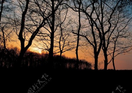 夕阳西下的树林图片