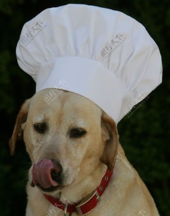 狗狗厨师图片