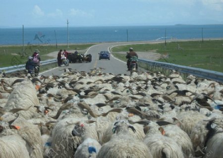 游牧人与羊群图片