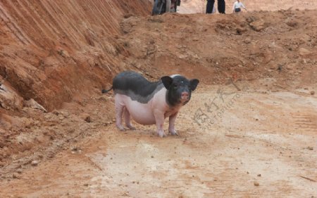 陆川猪图片