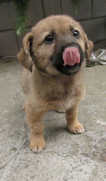 小狗舔舌图片